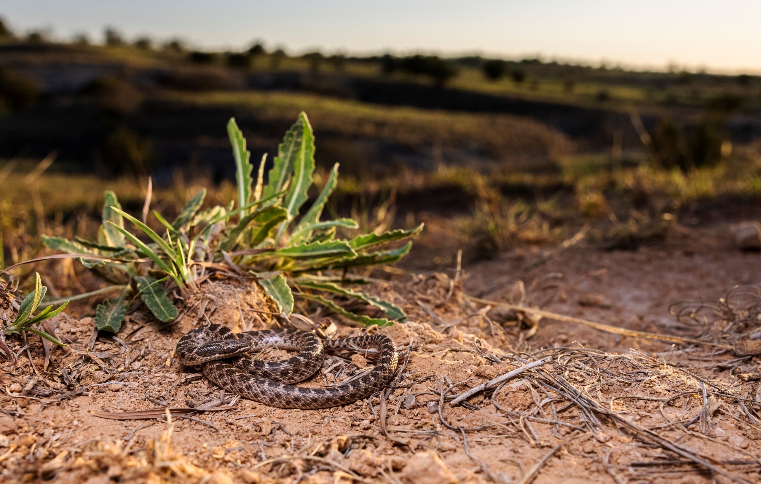 Chihuahuan Nightsnake