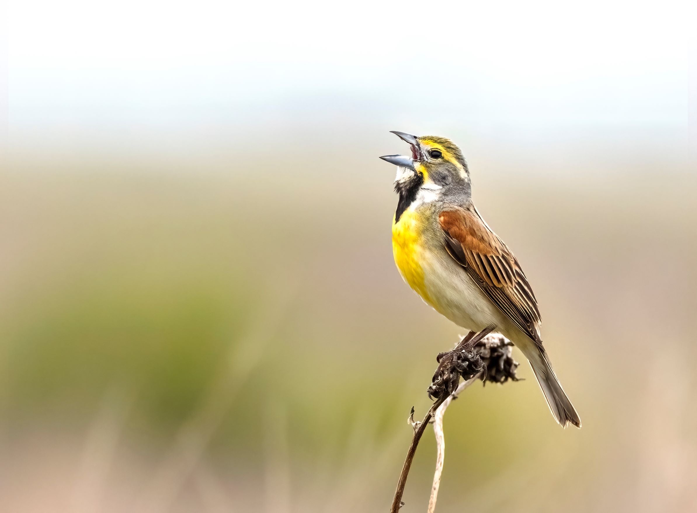 Dickcissel