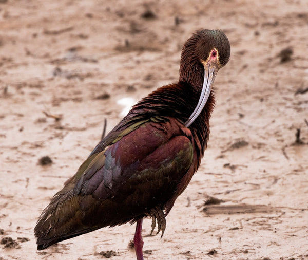 White-Faced Ibis