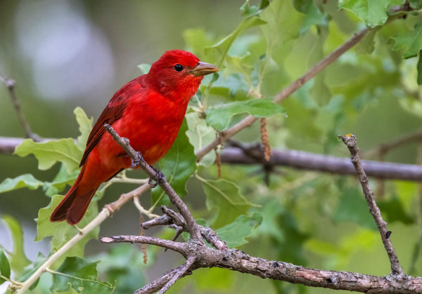 Summer Tanager