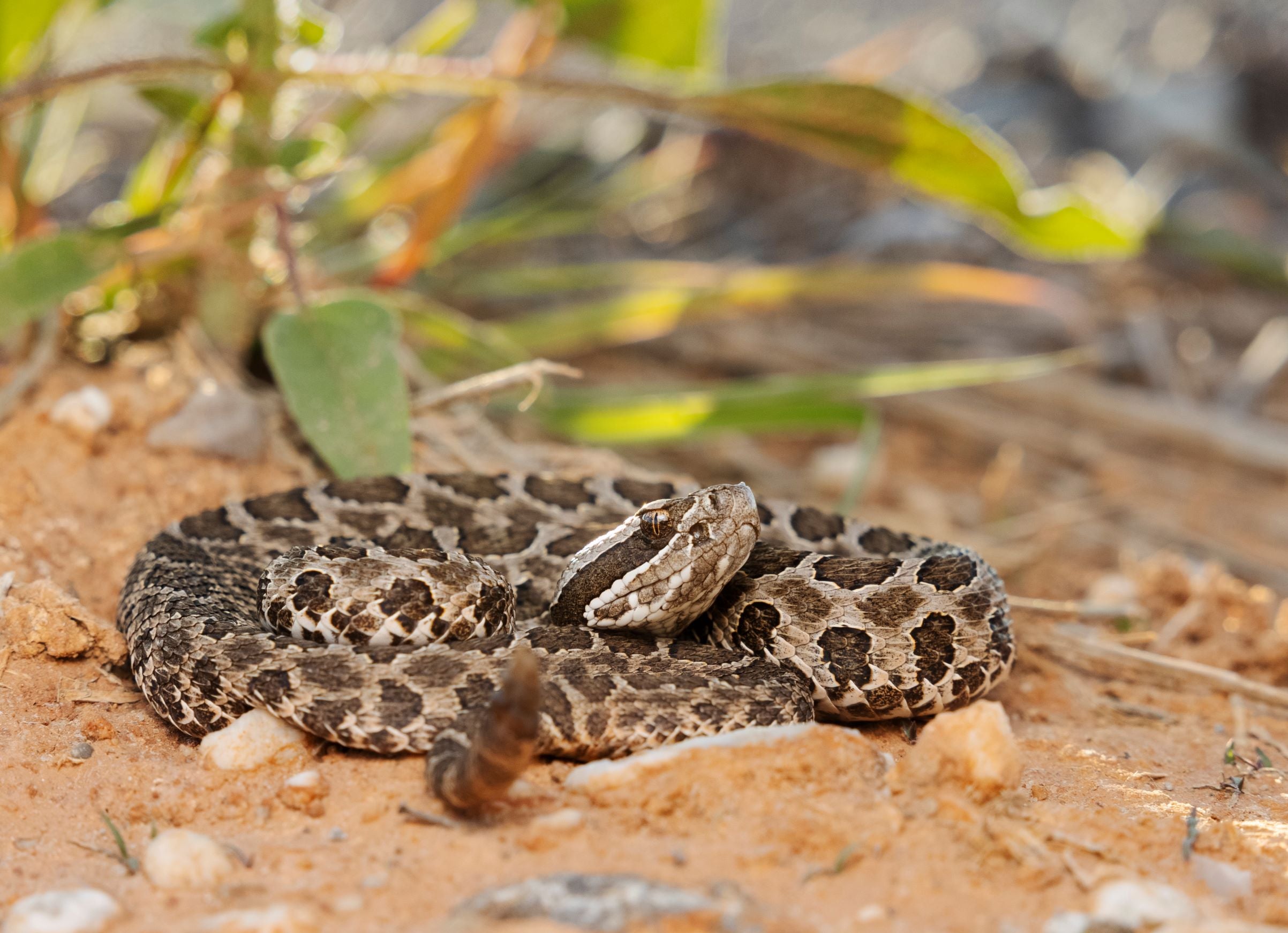 Massassauga Rattlesnake