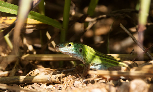 Six-Lined Racerunner