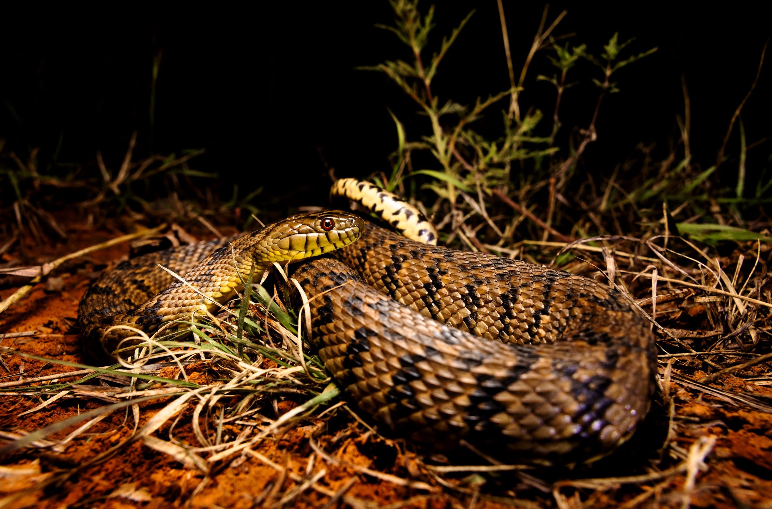 Diamondback Watersnake