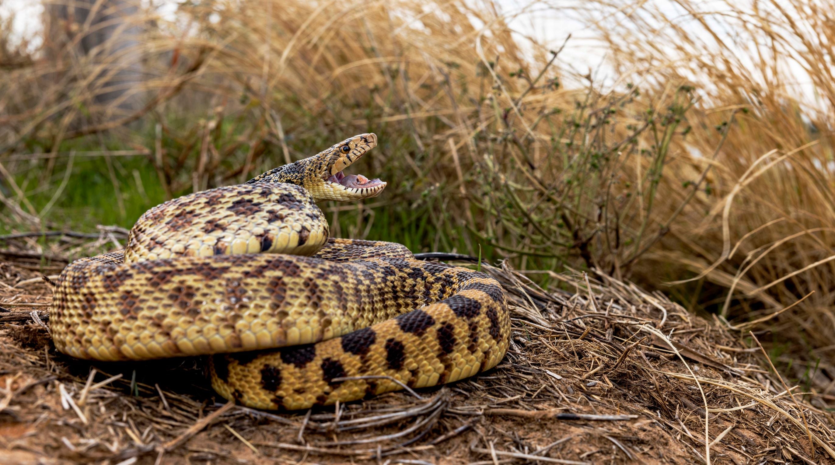 Bullsnake(3)