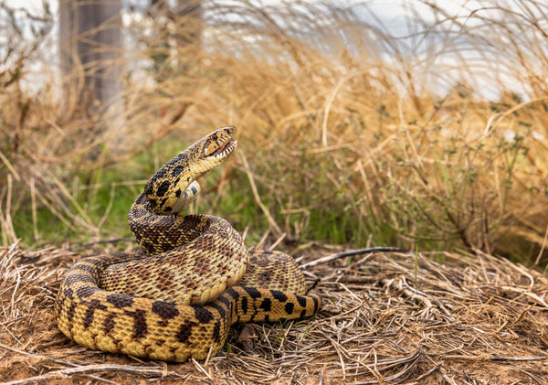 Bullsnake(1)