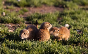 Prairie Dog pups