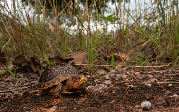 Ornate Box Turtle