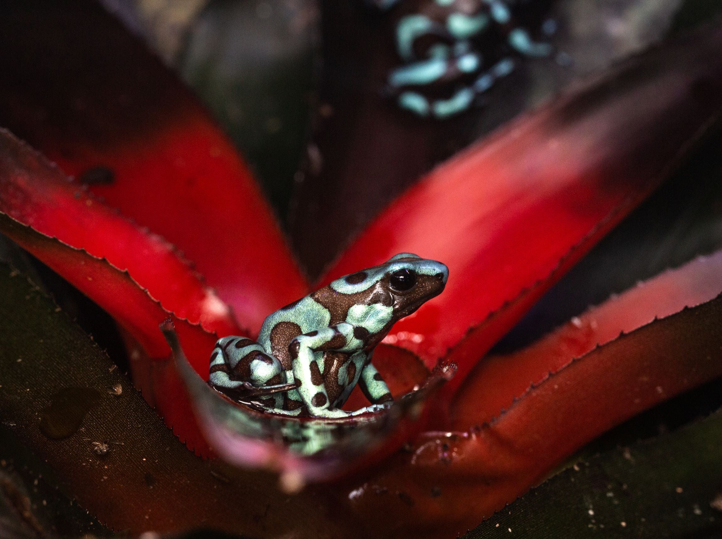 Highland Bronze Dart Frog