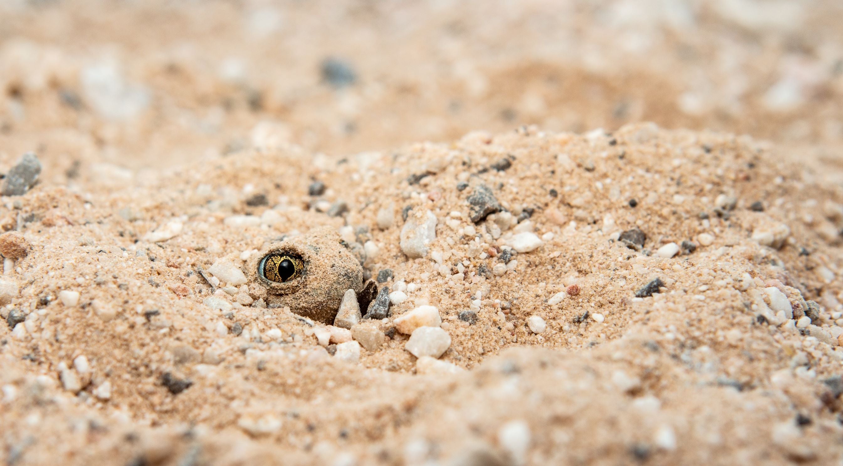 Plains Spade Foot Toad