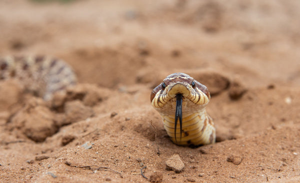 Plains Hognose Snake