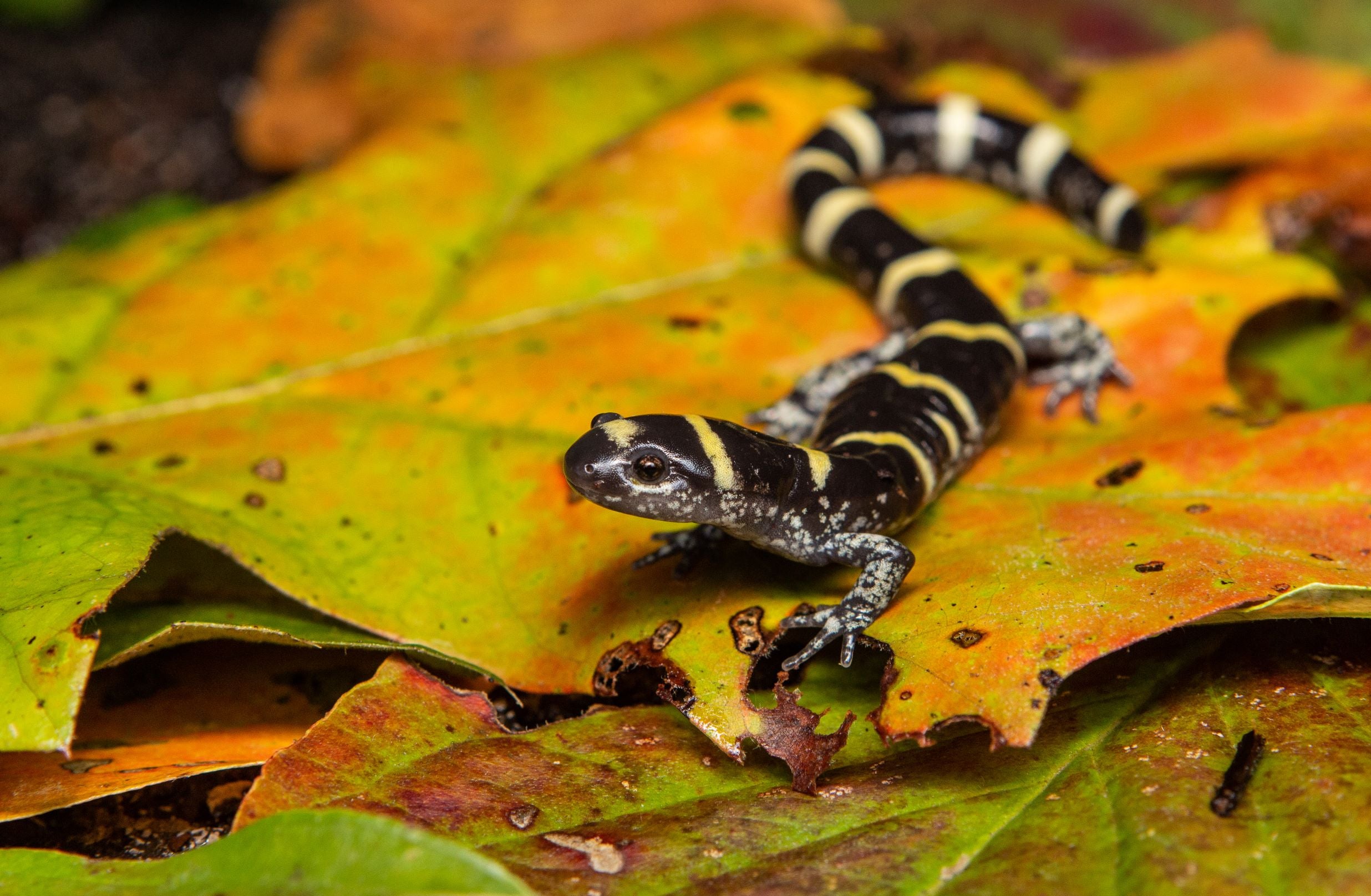 Ringed Salamander