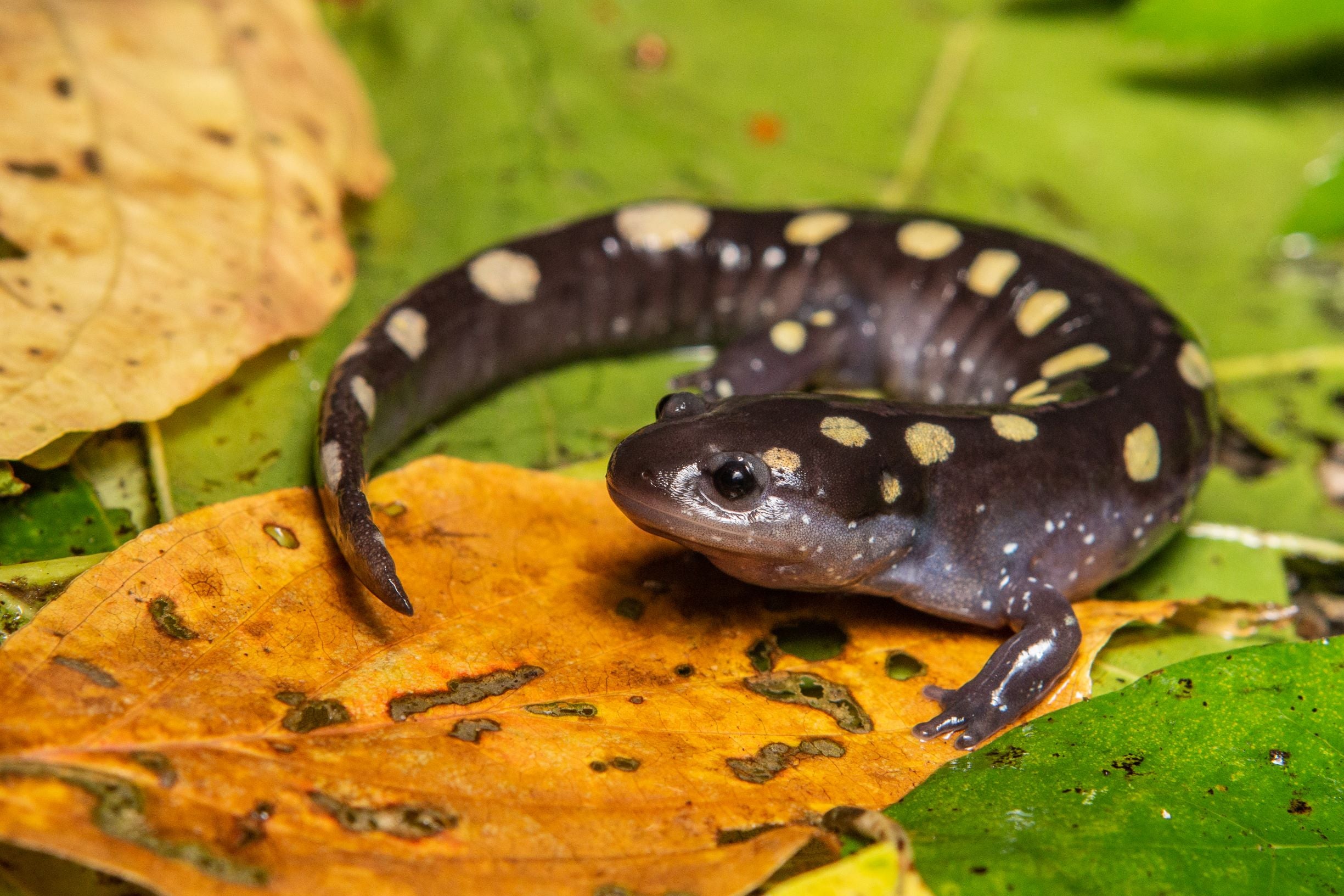 Spotted Salamander