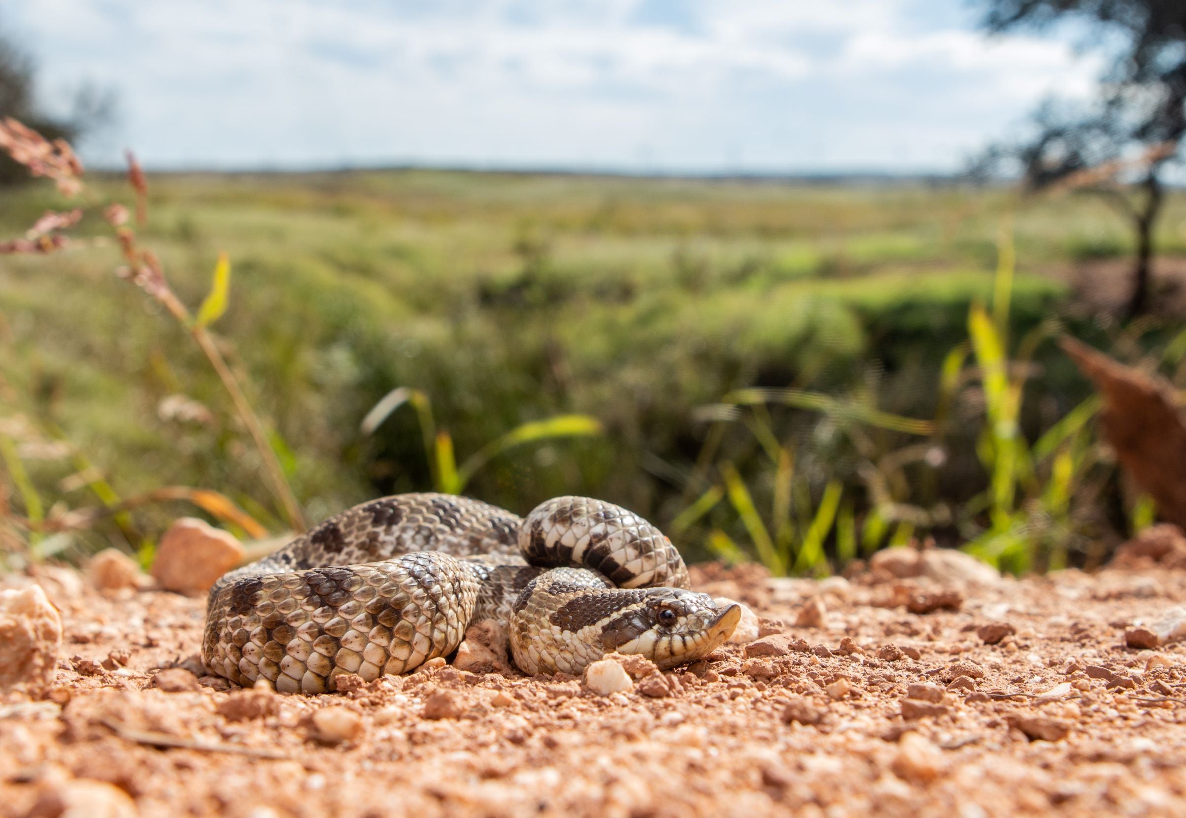 Dusty Hognose Snake