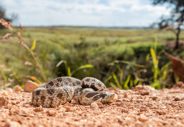 Dusty Hognose Snake