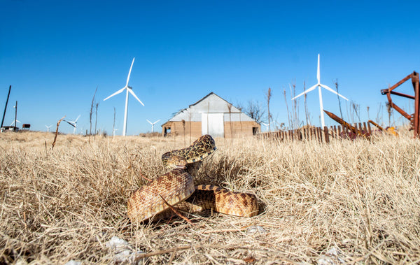 Bullsnake