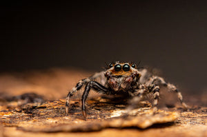 Tan Wall Jumping Spider