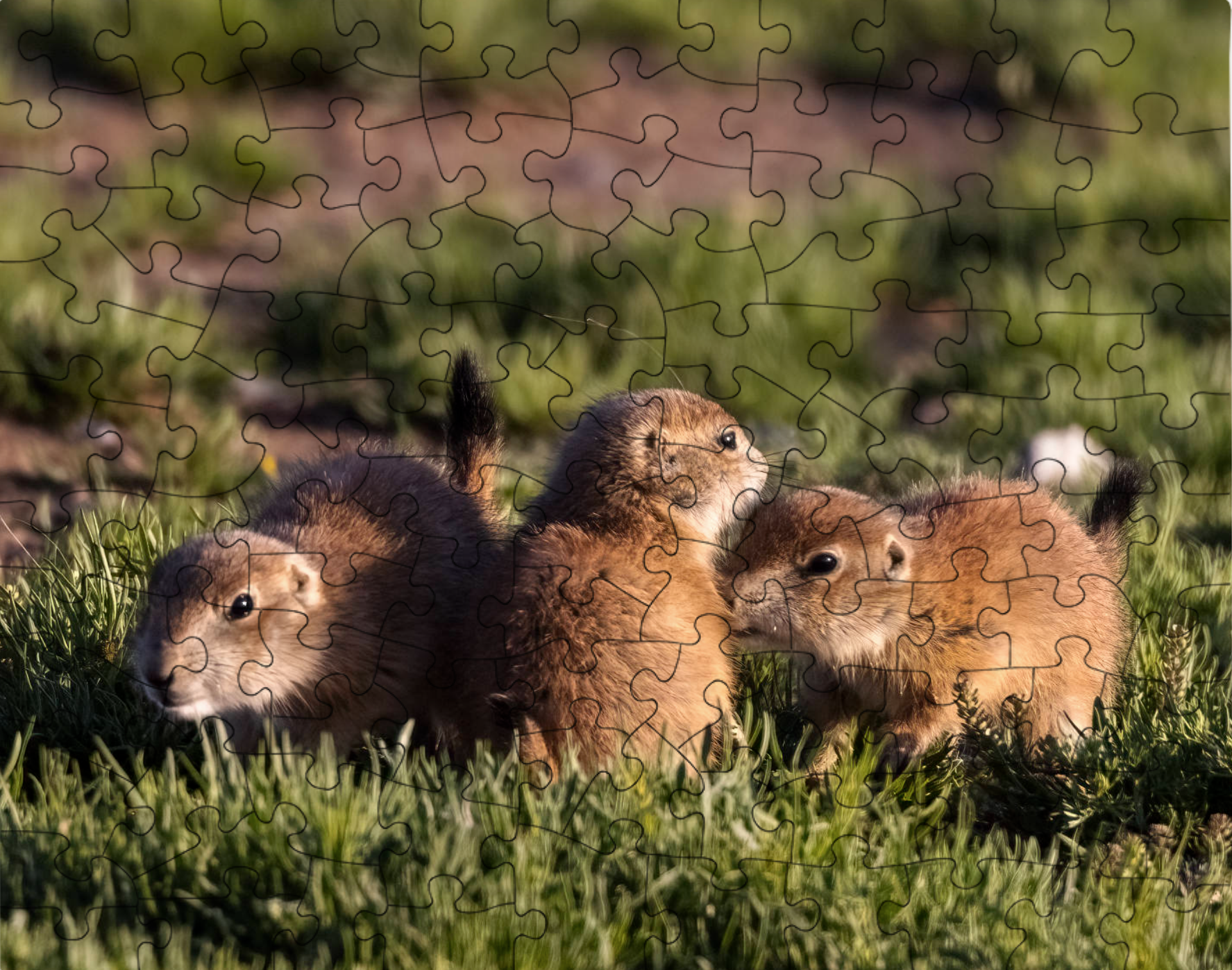 Prairie Dog Pups Puzzle