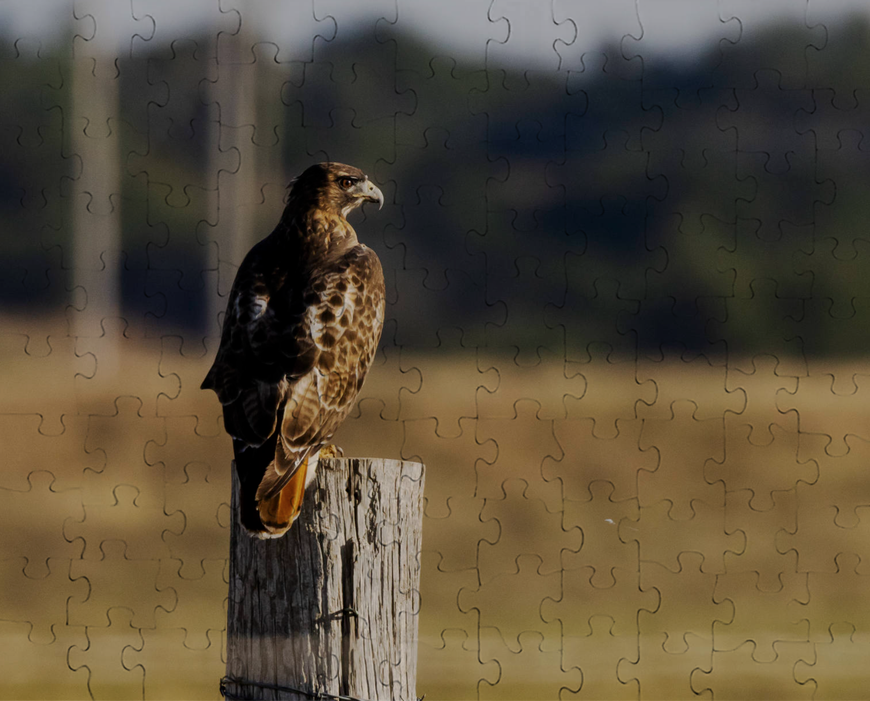 Red-Tailed Hawk Puzzle