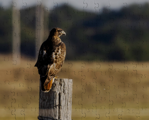 Red-Tailed Hawk Puzzle