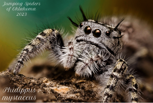 Jumping Spiders of Oklahoma 2023