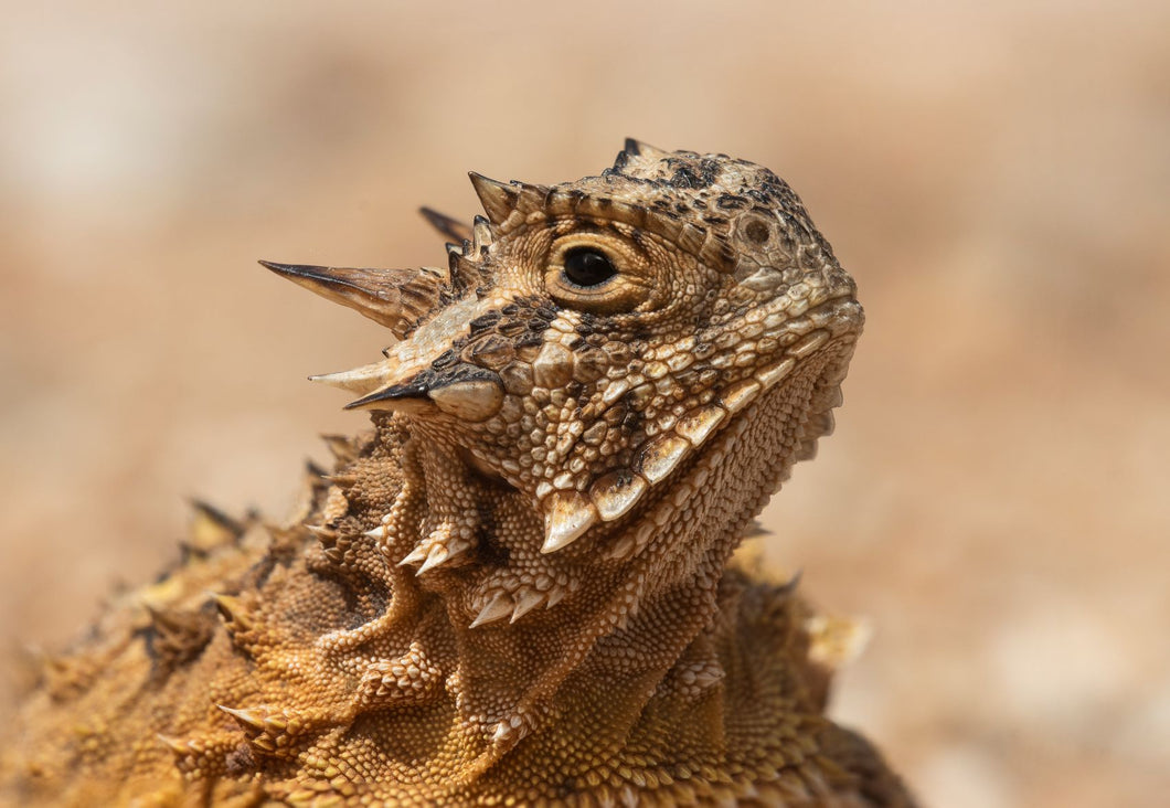 Texas Horned Lizard Close-Up