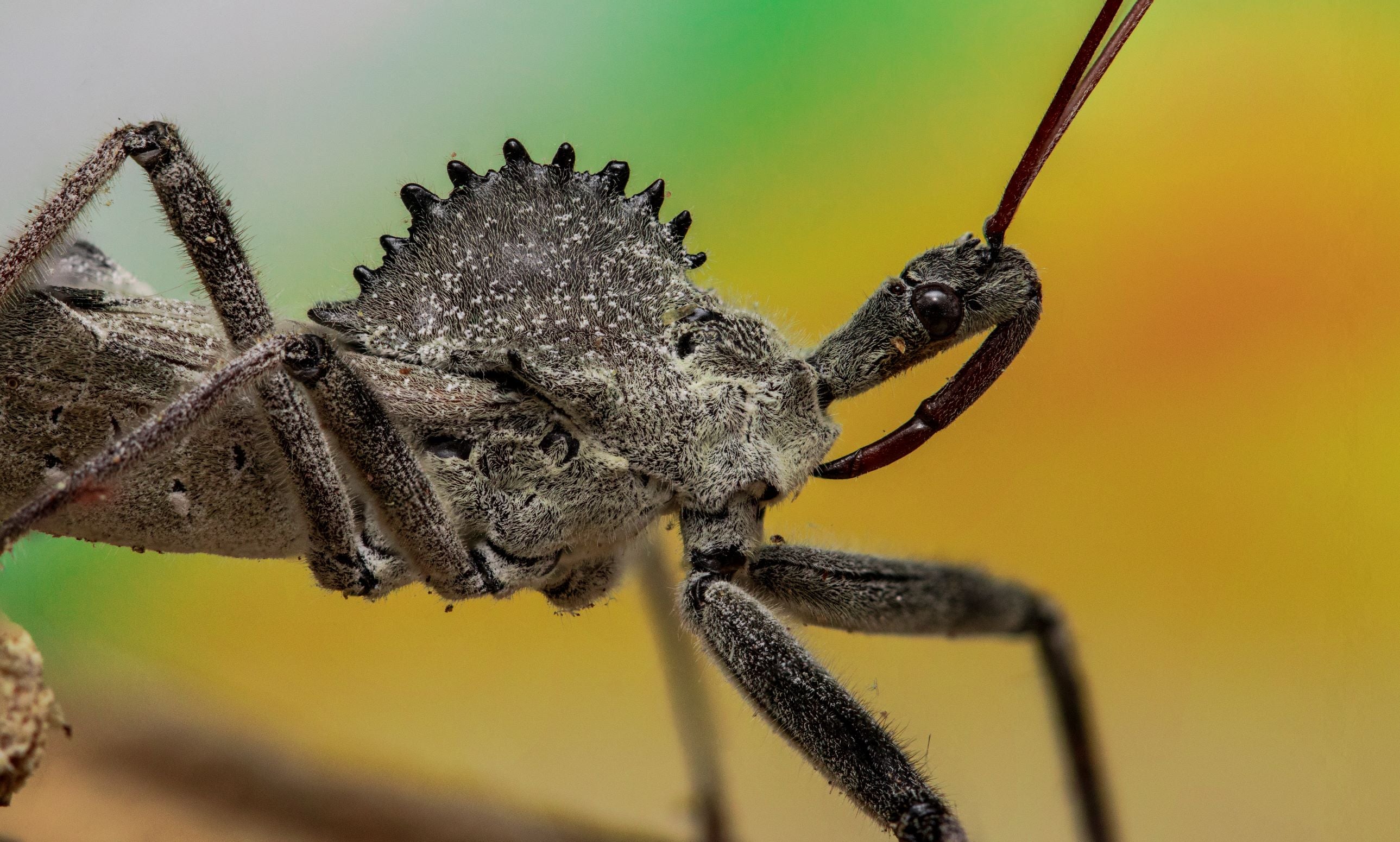 Wheel Bug