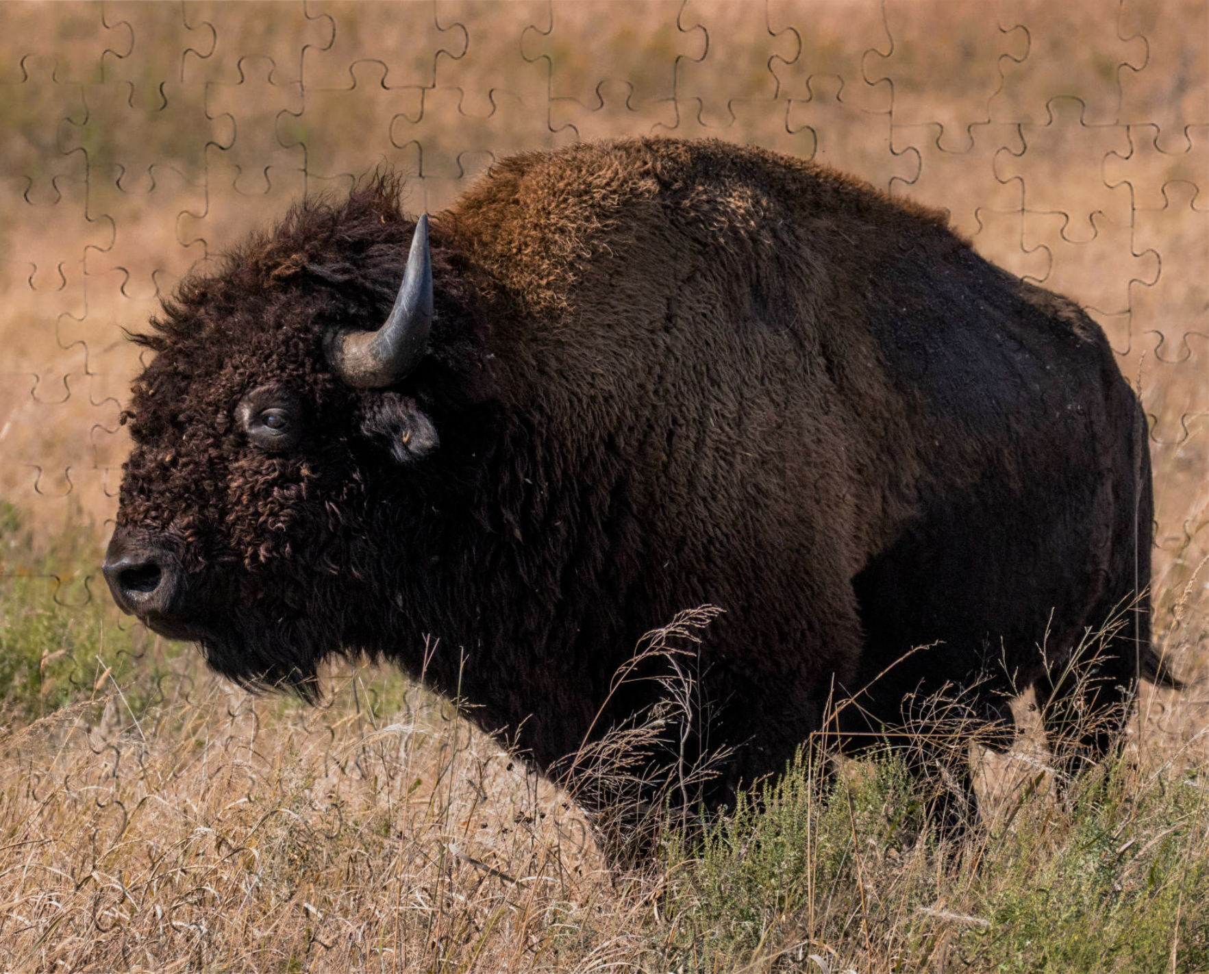 American Bison Puzzle