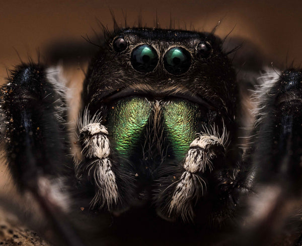 Phidippus clarus