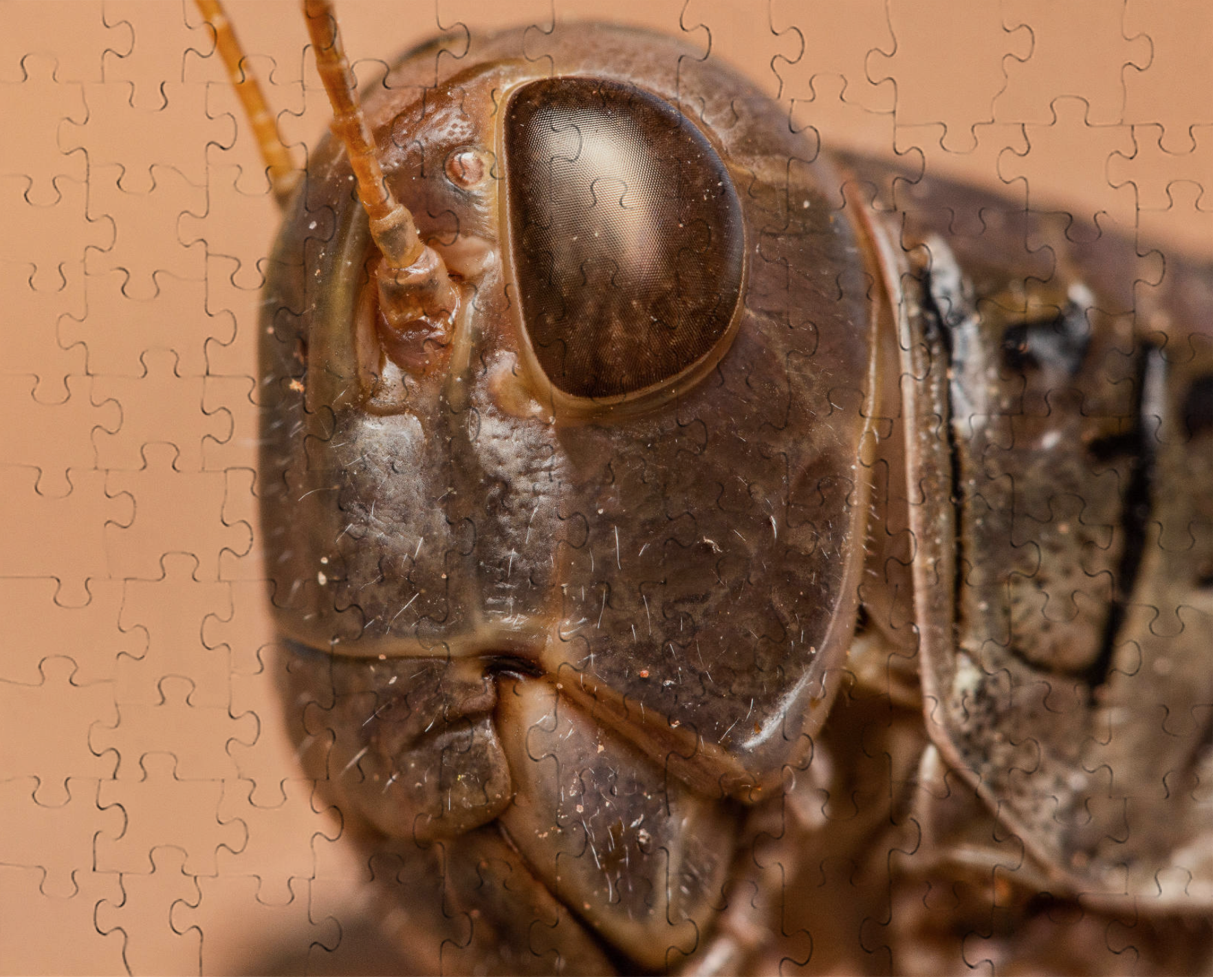 Differential Grasshopper Puzzle