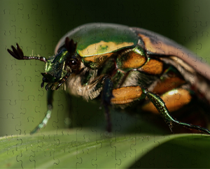 Green June Beetle Puzzle