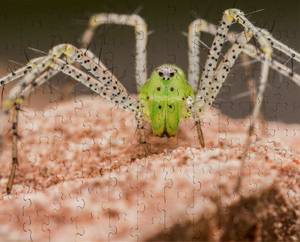 Green Lynx Spider Puzzle