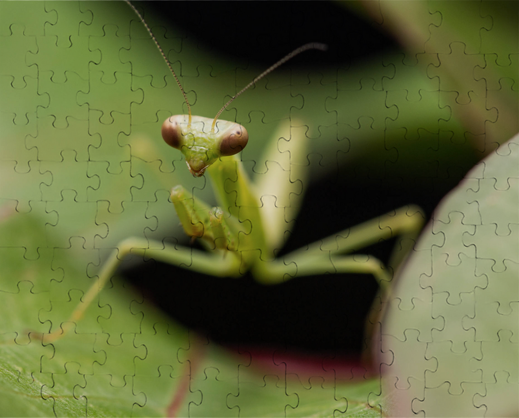 Praying Mantis Puzzle