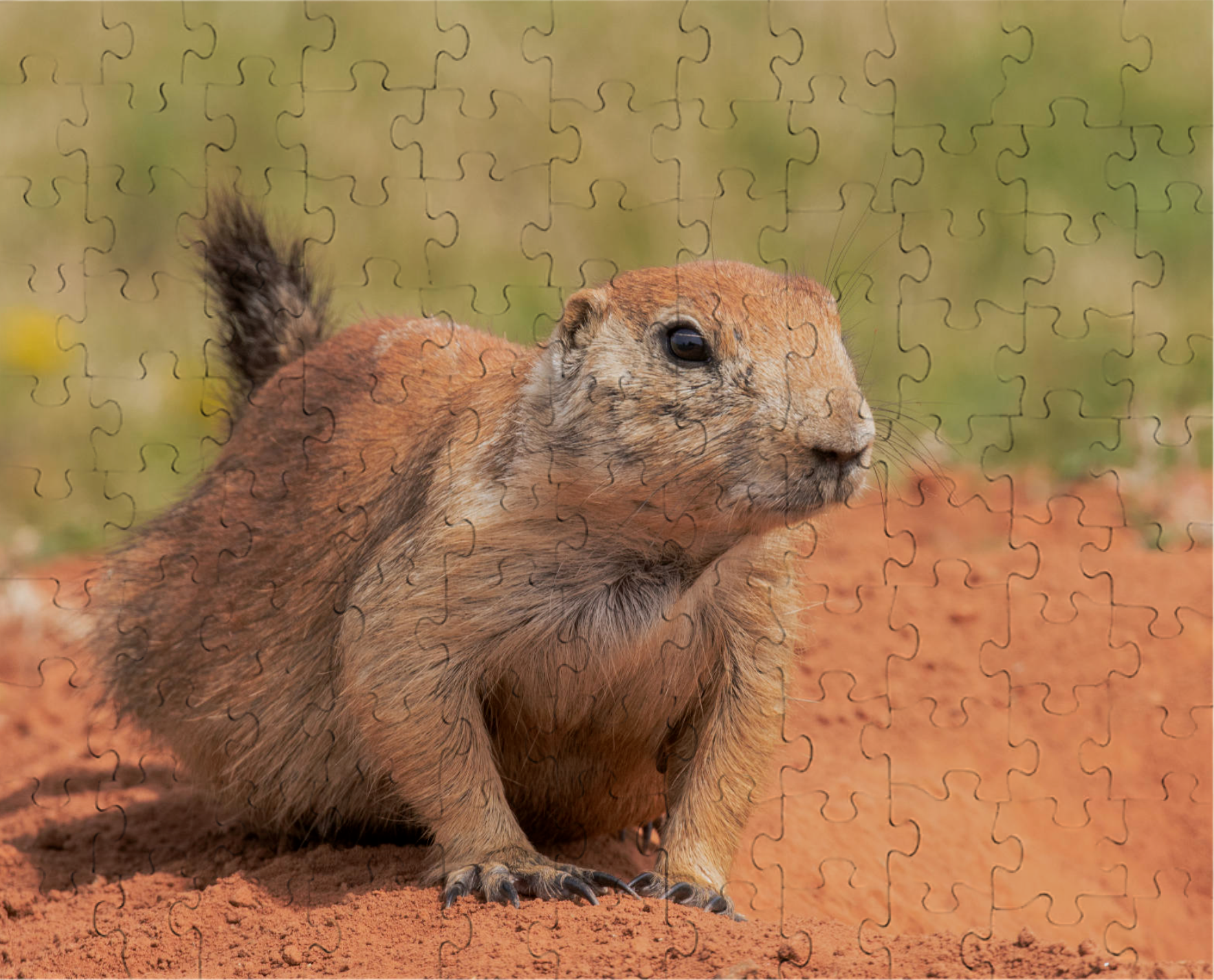 Black Tailed Prairie Dog Puzzle