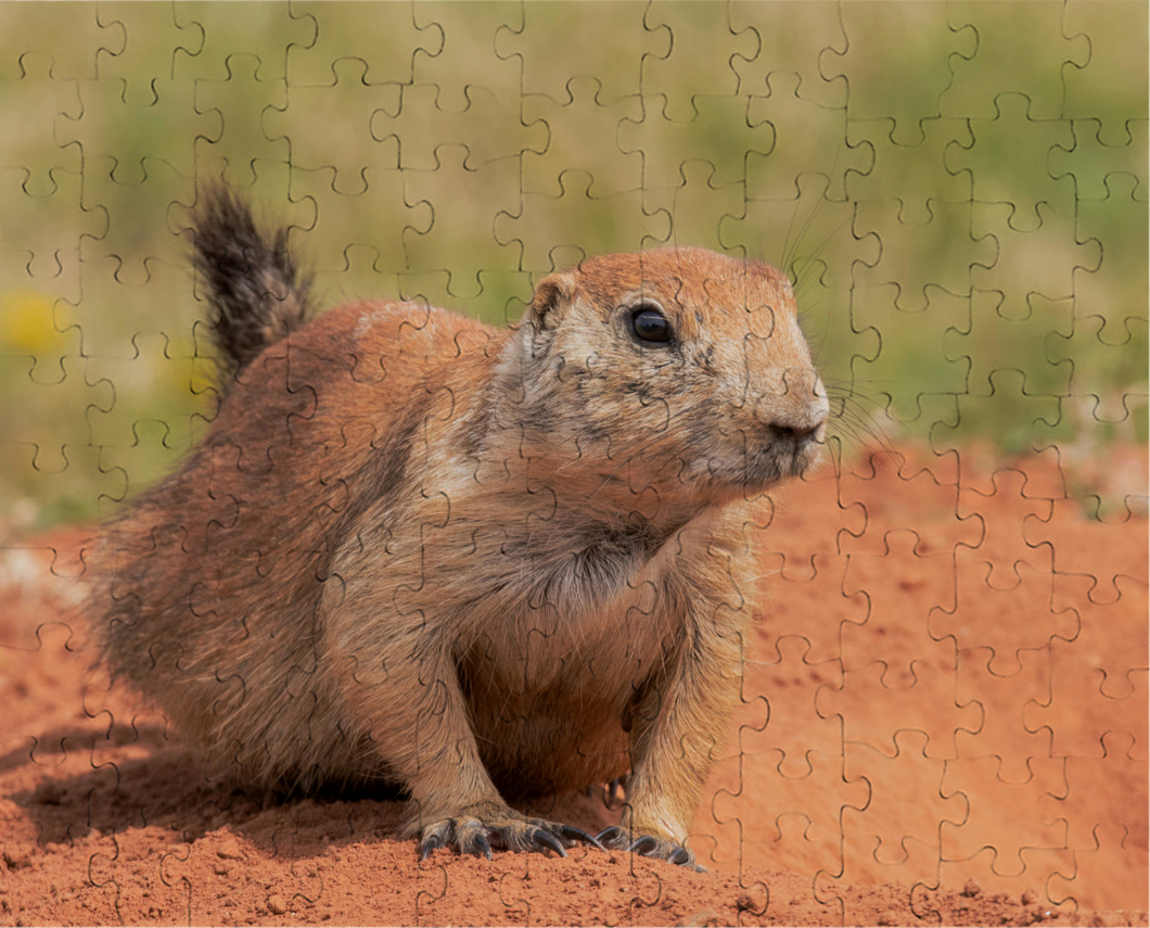 Black Tailed Prairie Dog Puzzle