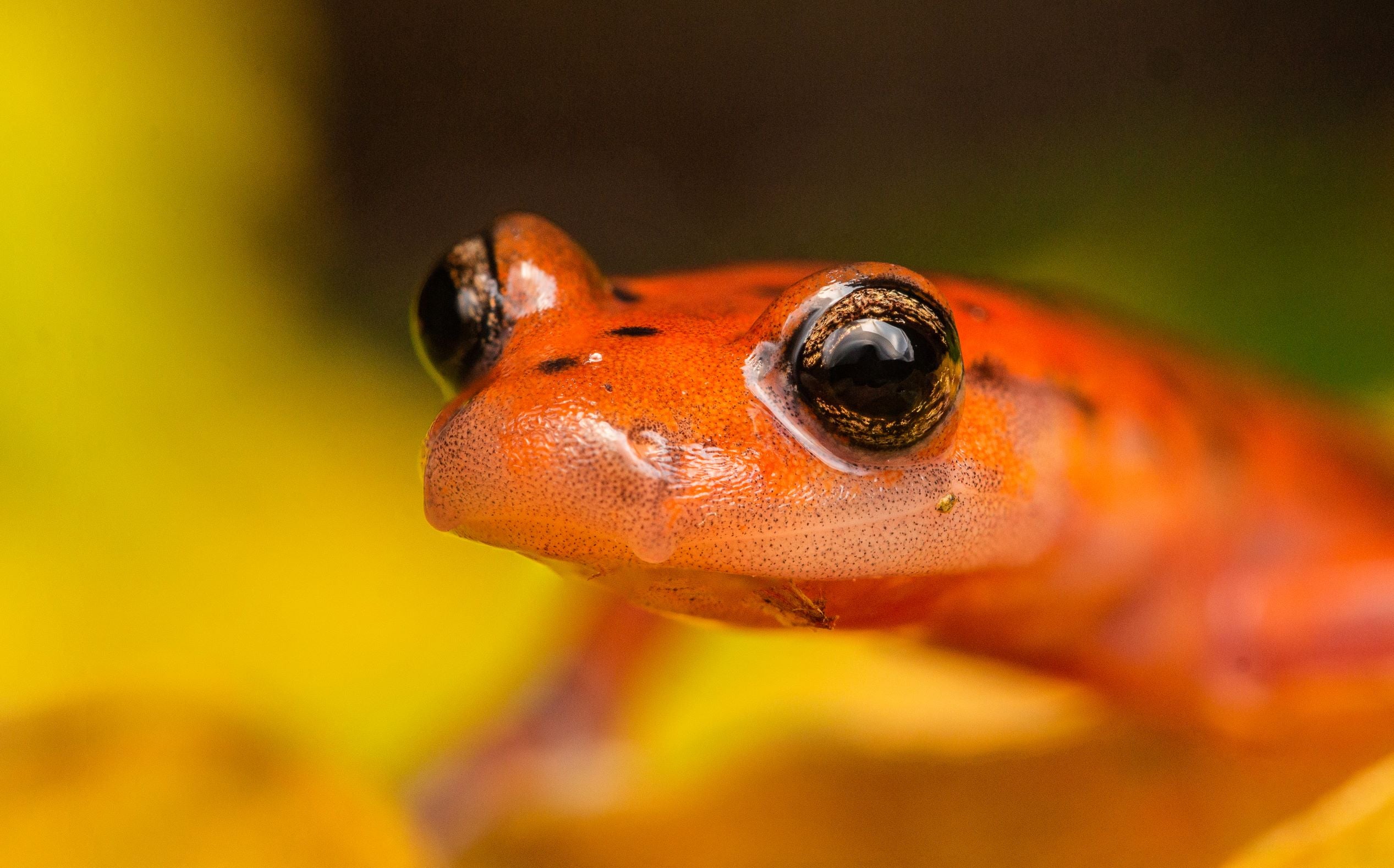 Cave Salamander