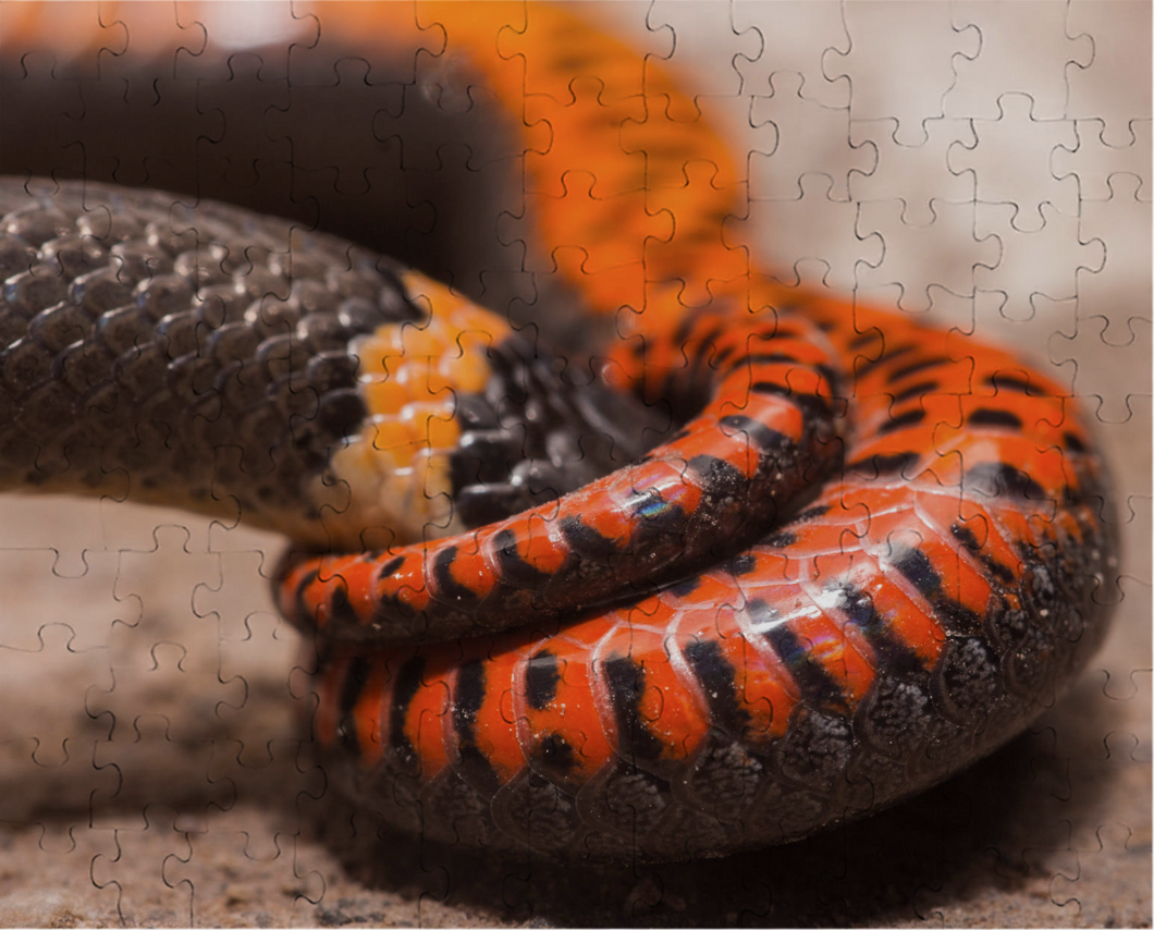 Ringneck Snake Puzzle