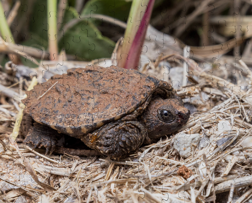 Baby Snapping Turtle Puzzle