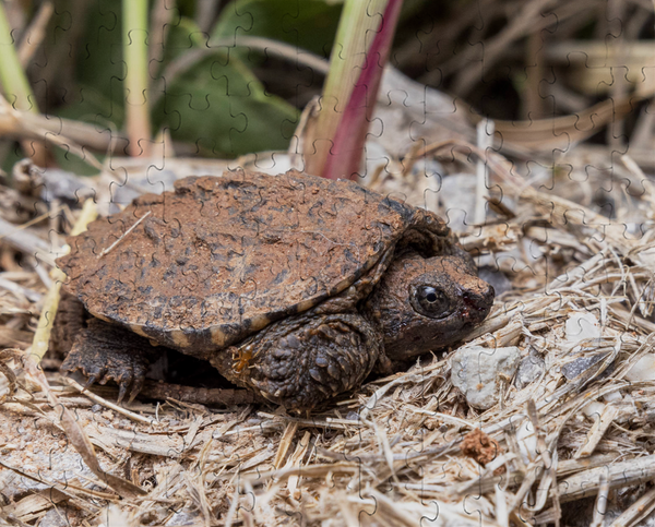 Baby Snapping Turtle Puzzle