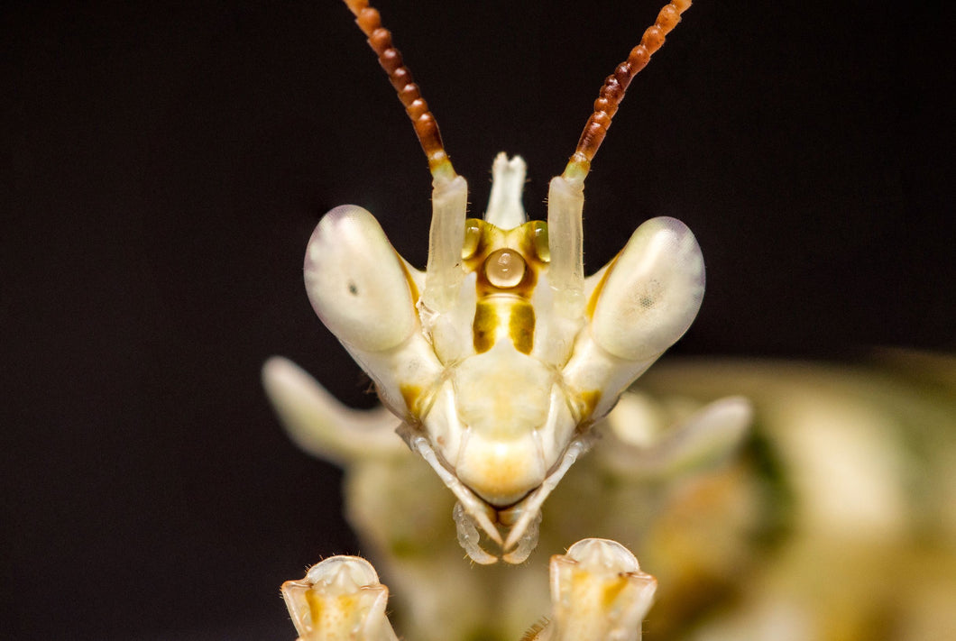 Asian Spiny Mantis