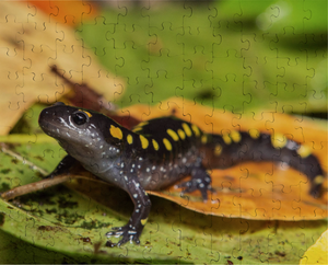 Spotted Salamander Puzzle