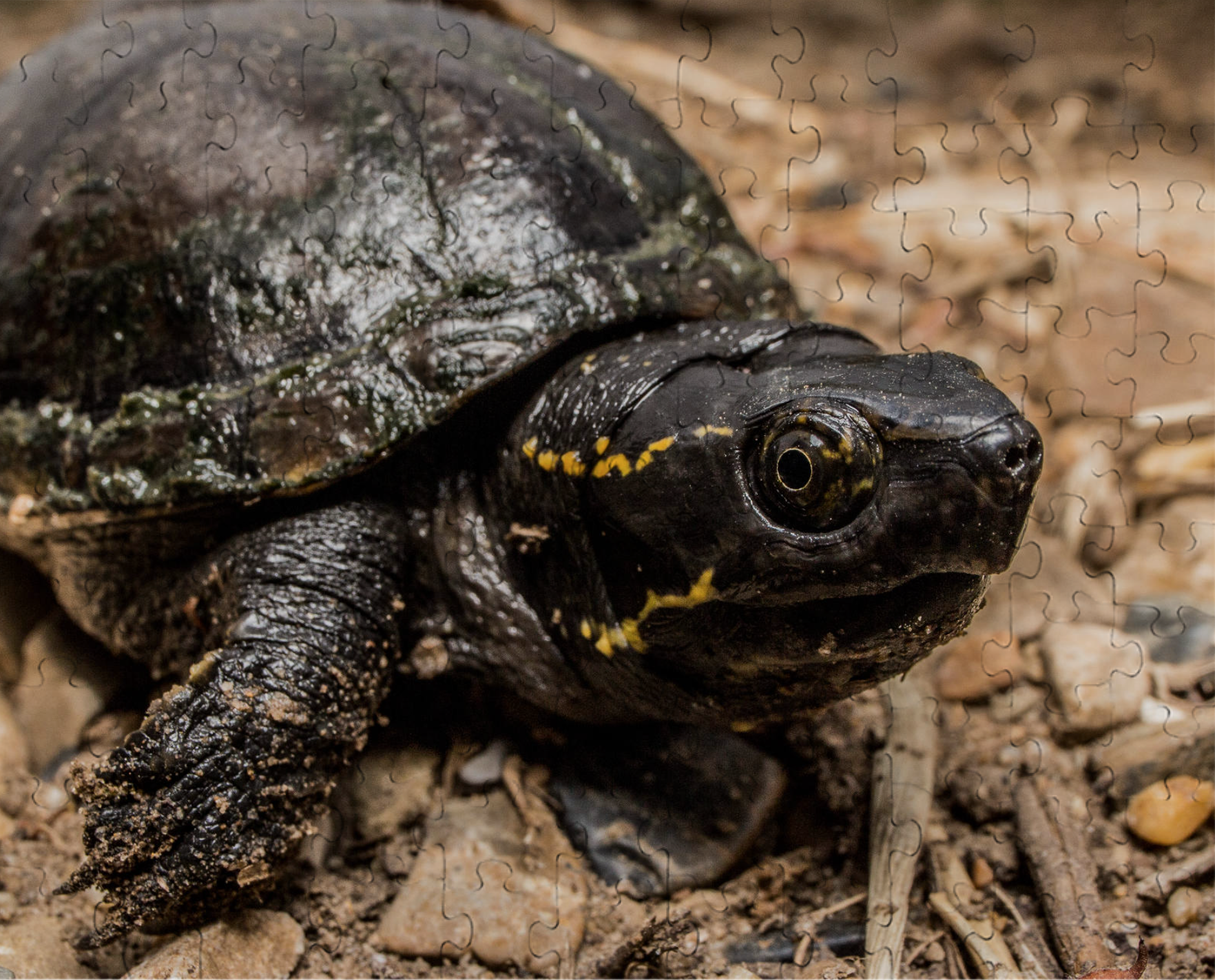 Mississippi Mud Turtle Puzzle