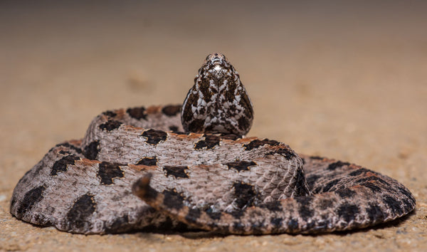 Pygmy Rattlesnake