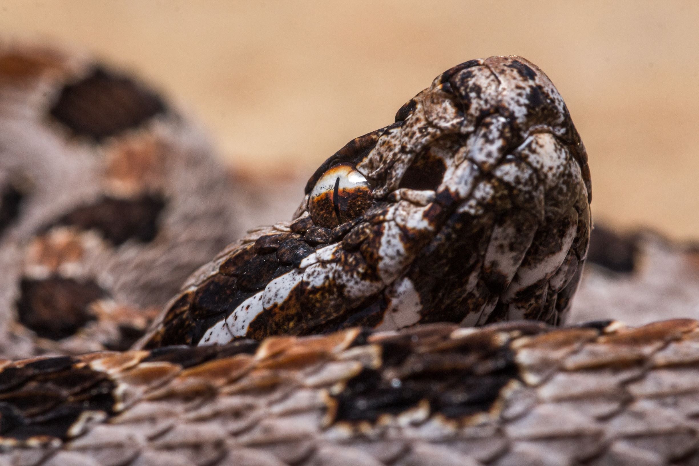 Pygmy Rattlesnake