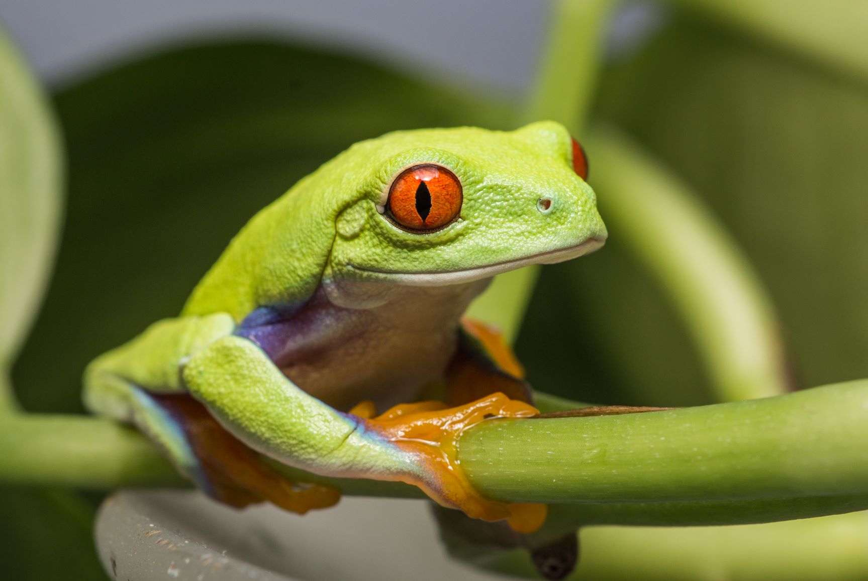 Red Eyed Tree Frog