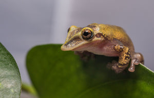 Casque-Headed Tree Frog