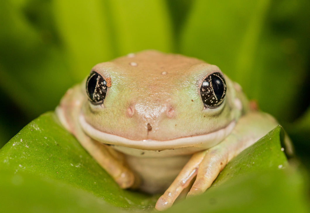 Mexican Waxy Leaf Frog