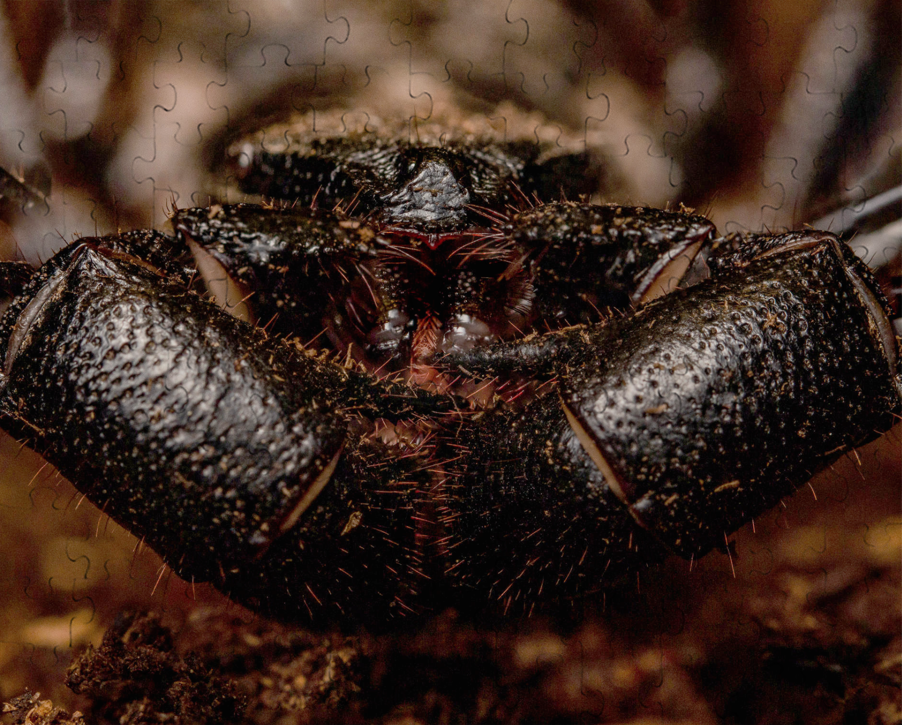 Whip Scorpion Puzzle