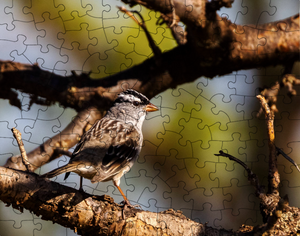 White-Crowned Sparrow Puzzle