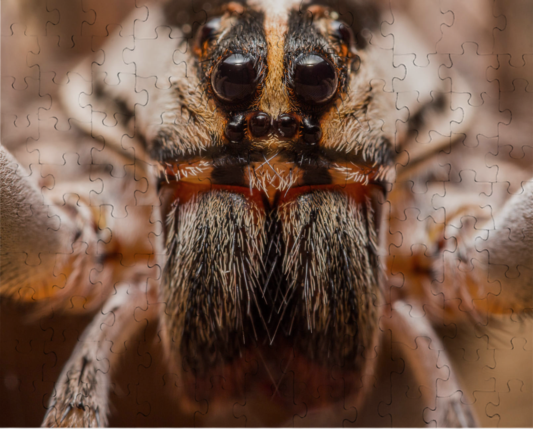 Rabid Wolf Spider Puzzle